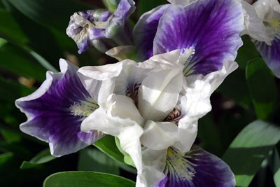 Iris, I love you